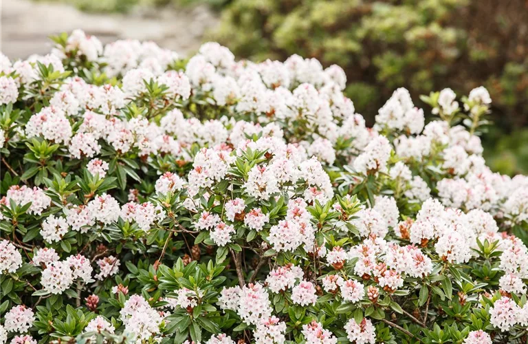 Rhododendron micranthum 'Bloombux' -R-