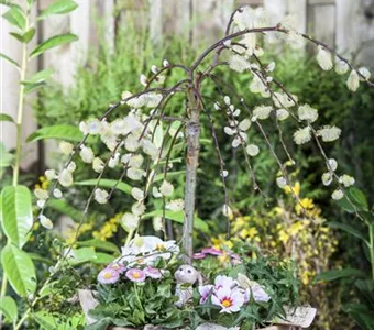 Salix caprea 'Pendula'