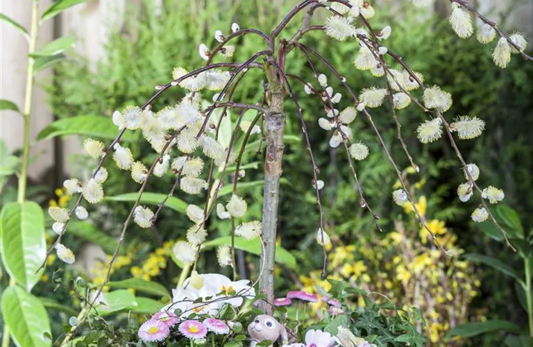 Salix caprea 'Pendula'