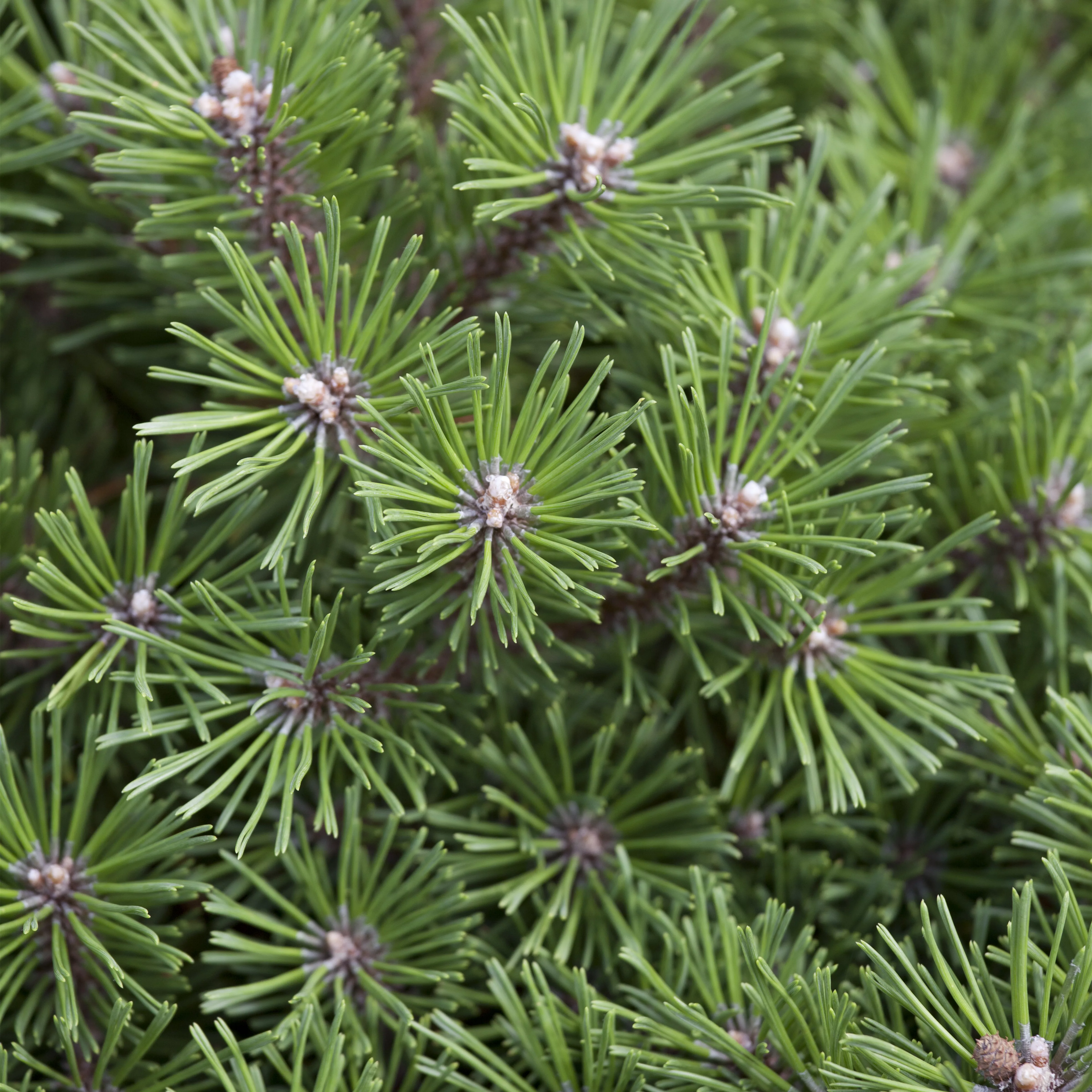 Pinus mugo 'Benjamin'