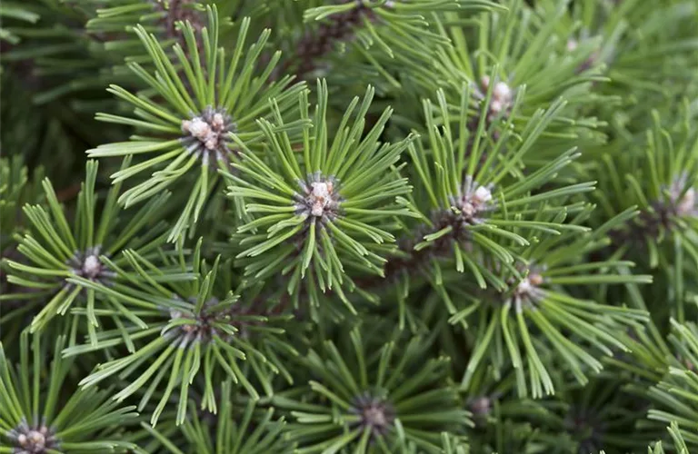 Pinus mugo 'Benjamin'