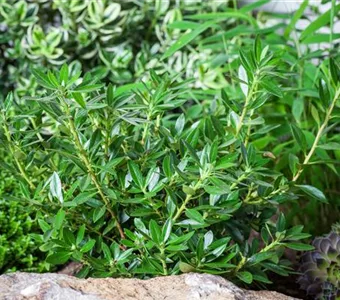 Rhododendron micranthum 'Nugget'