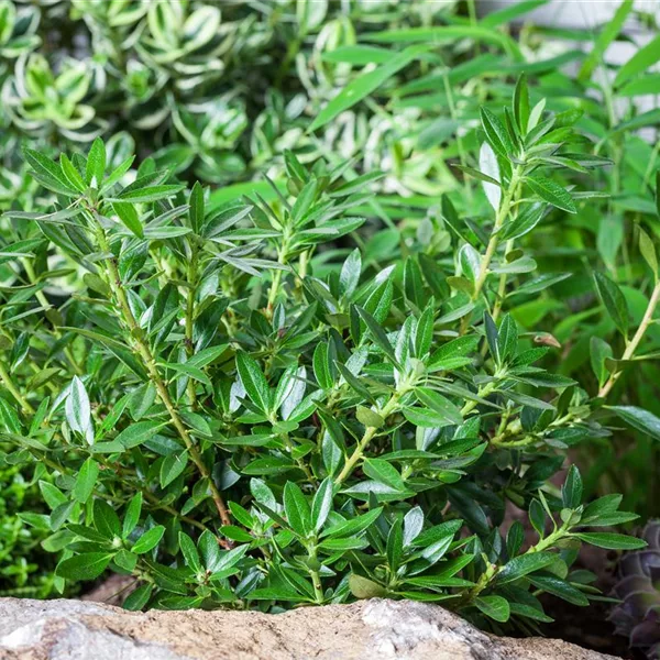 Rhododendron micranthum 'Nugget'