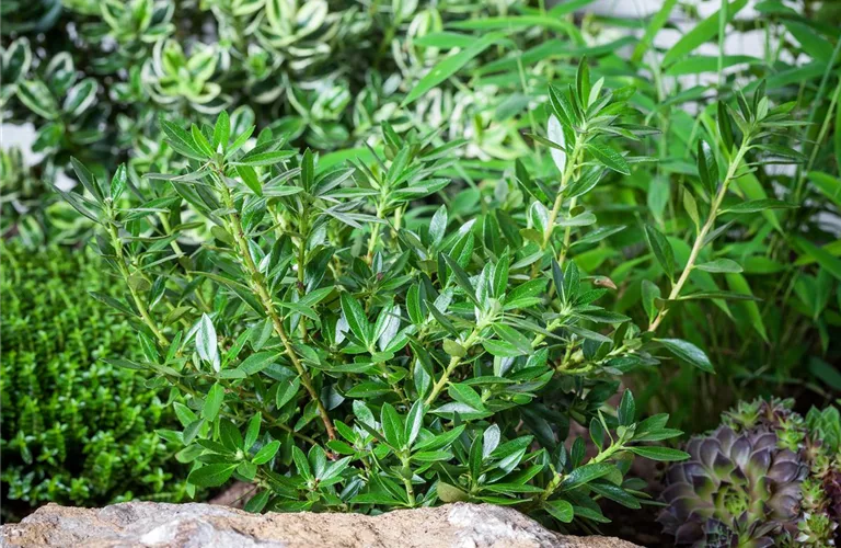 Rhododendron micranthum 'Nugget'