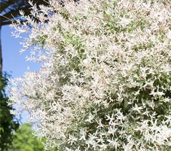 Salix integra 'Hakuro Nishiki'