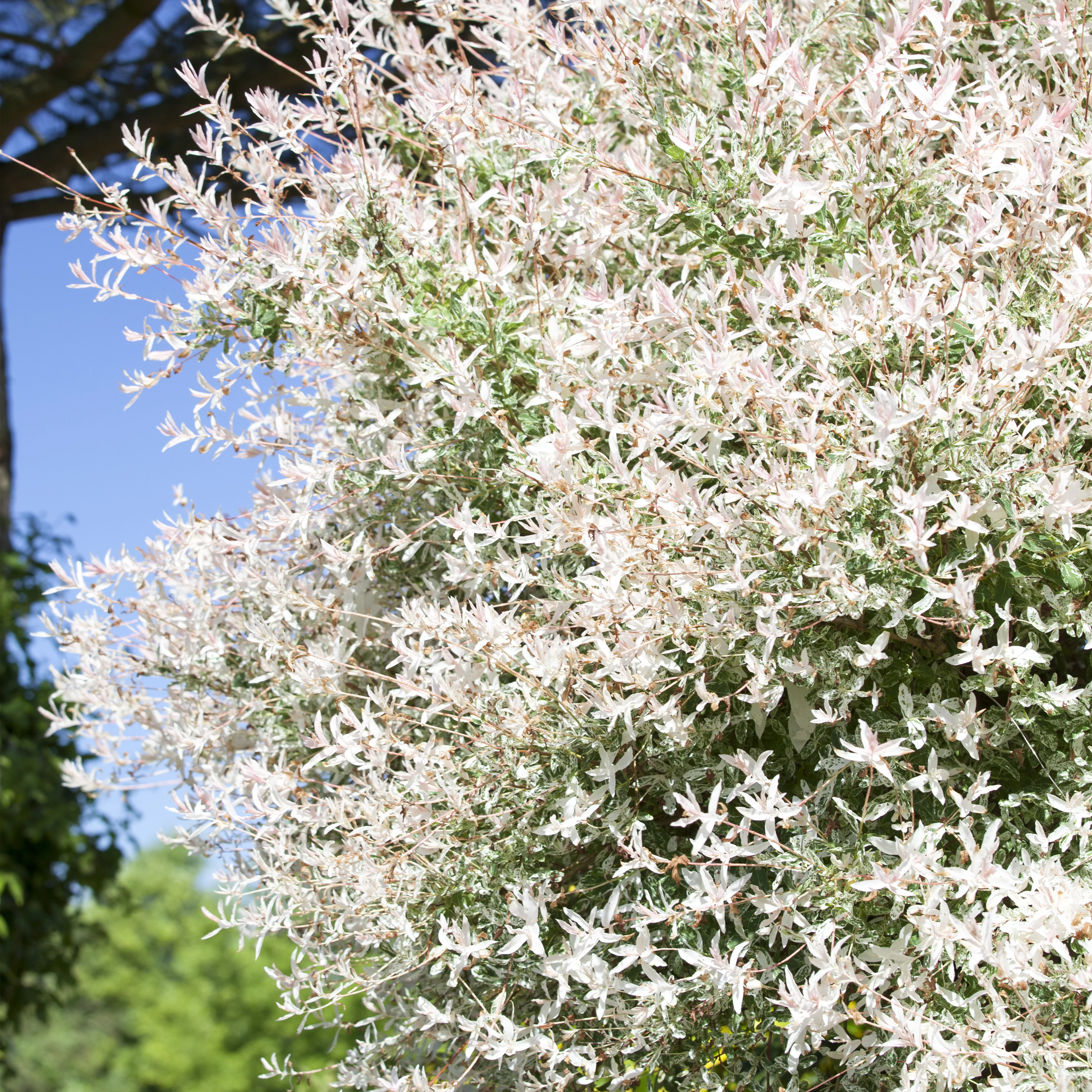 Salix integra 'Hakuro Nishiki'