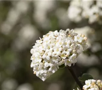 Viburnum farreri 'Candidissimum'