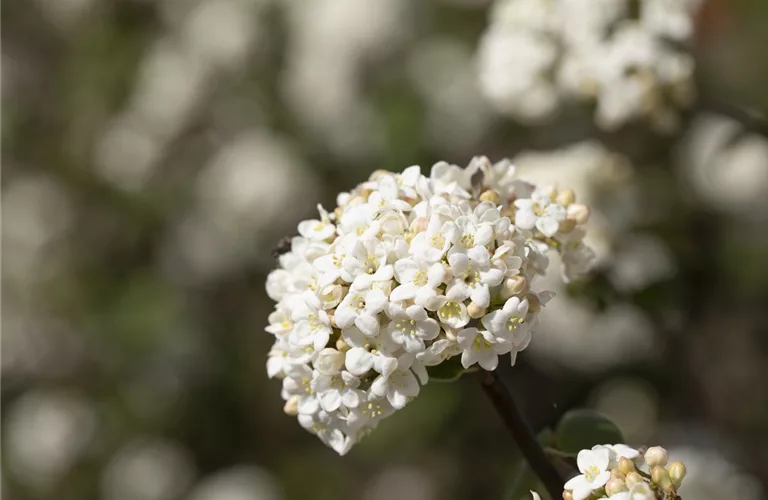 Viburnum farreri 'Candidissimum'