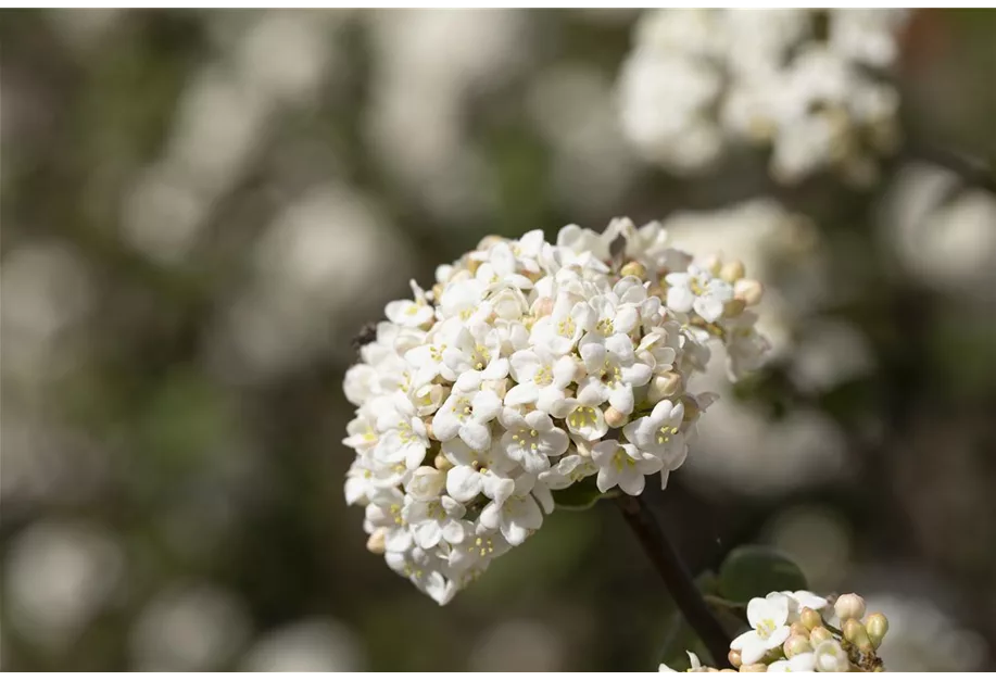 Duftschneeball 'Candidissimum'