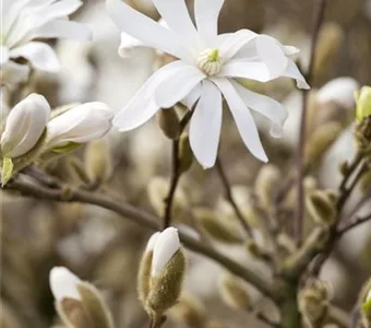 Magnolia stellata 'Royal Star'