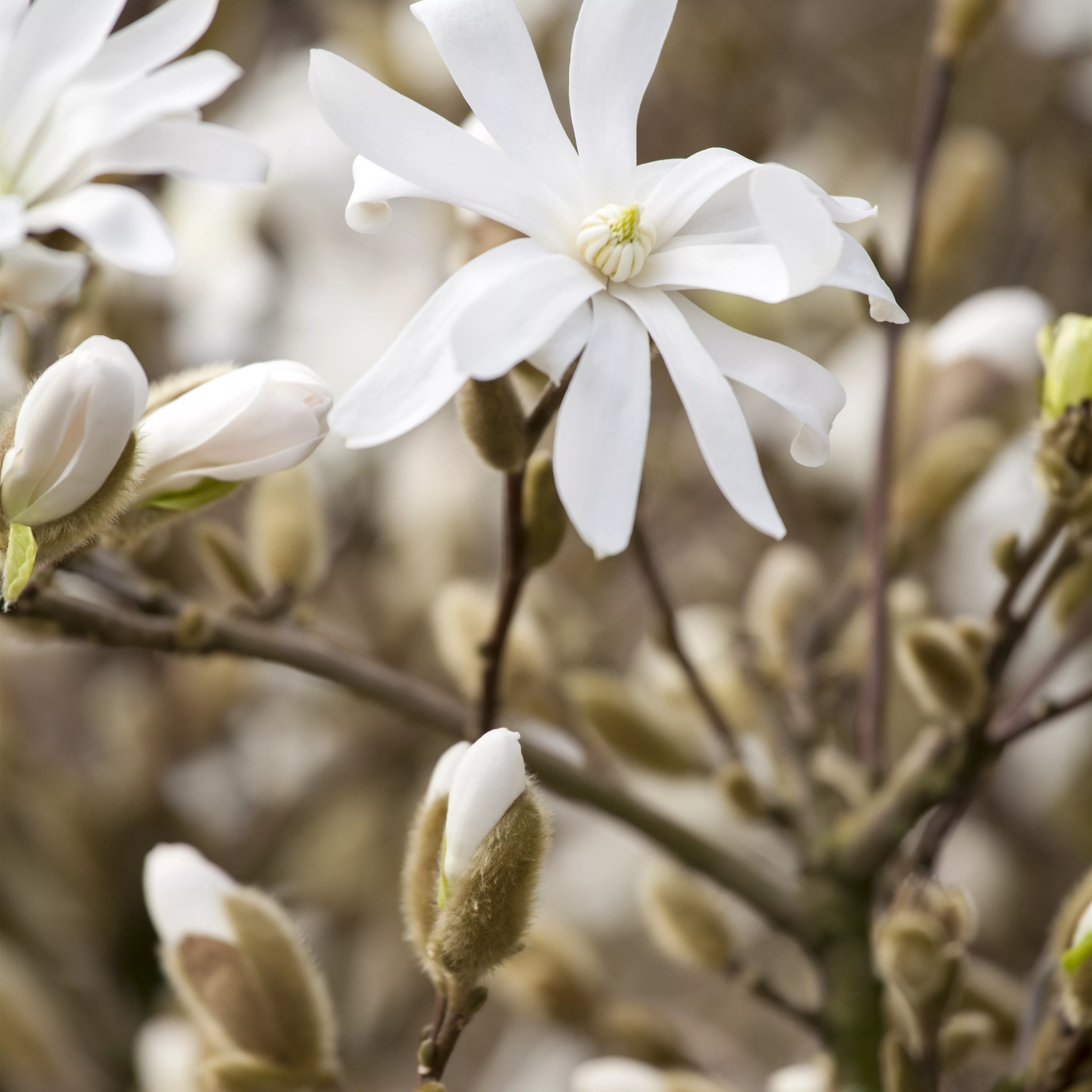 Magnolia stellata 'Royal Star'