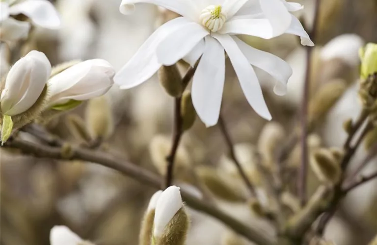 Magnolia stellata 'Royal Star'