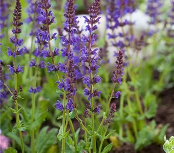 Salvia nemorosa 'Ostfriesland'