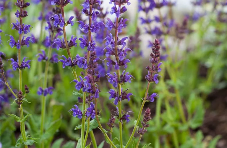 Salvia nemorosa 'Ostfriesland'