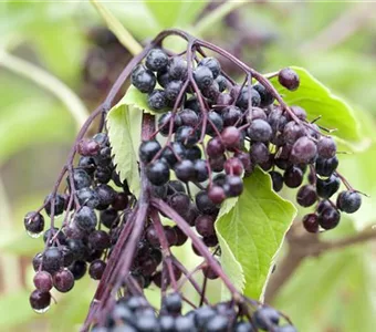 Sambucus nigra 'Haschberg'