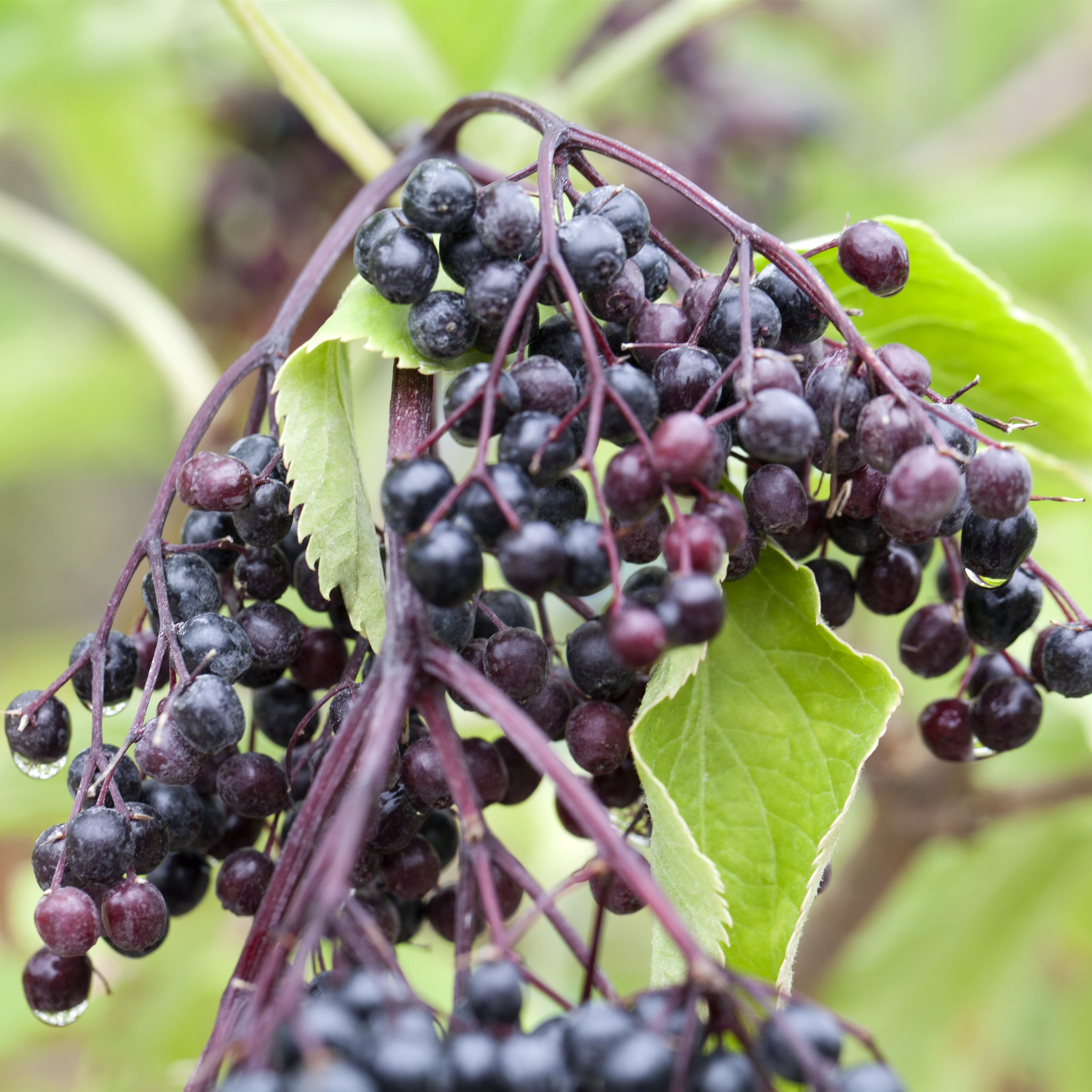 Sambucus nigra 'Haschberg'