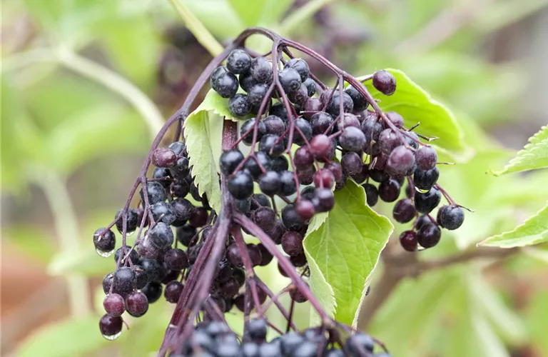 Sambucus nigra 'Haschberg'