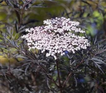 Sambucus nigra 'Black Lace' -R--S-