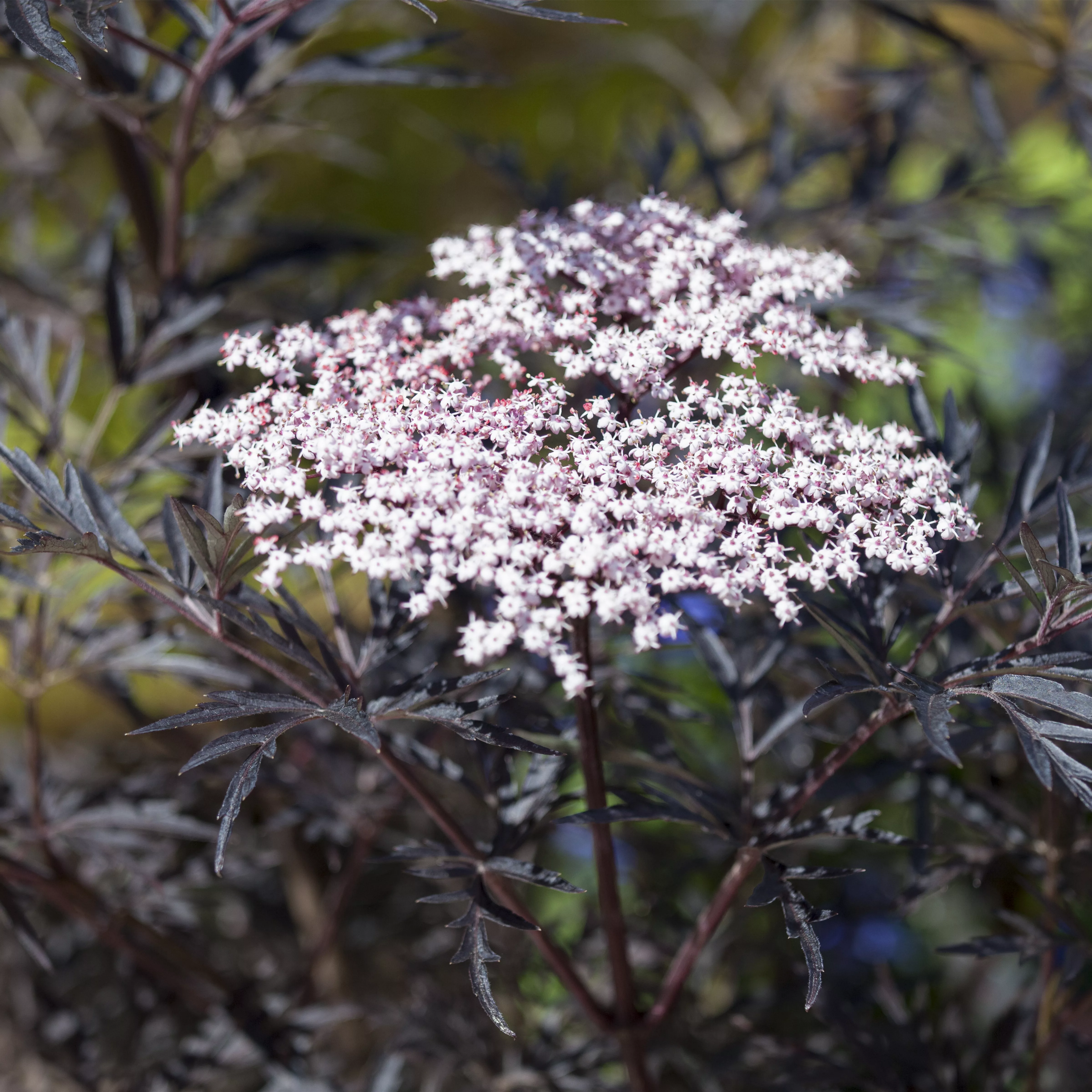 Sambucus nigra 'Black Lace' -R--S-