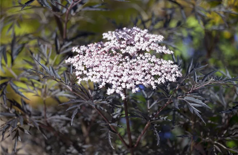 Sambucus nigra 'Black Lace' -R--S-