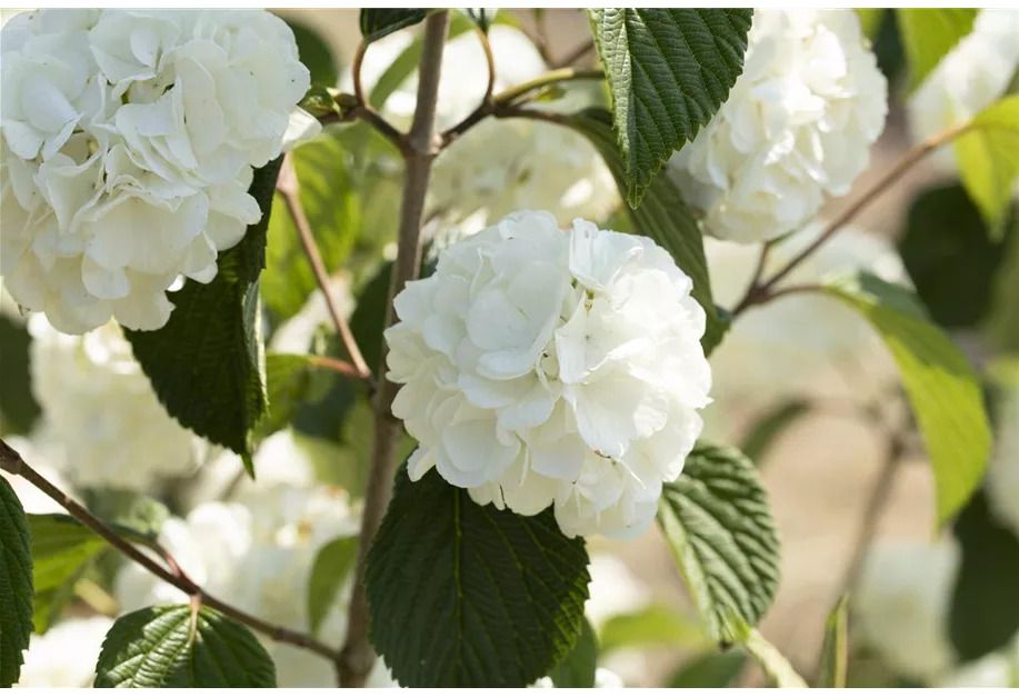 Jap.Schneeball 'Rotundifolium'