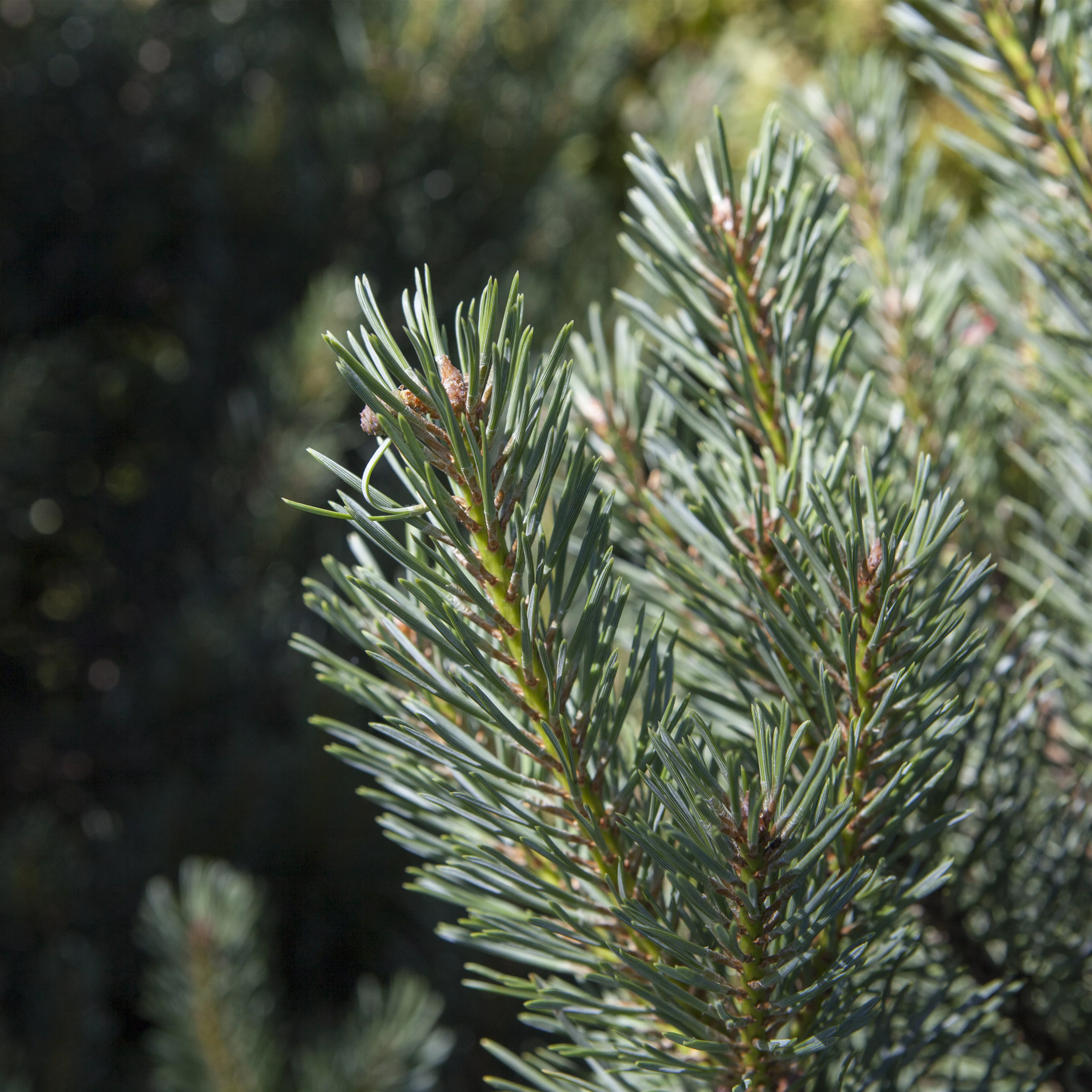 Pinus sylvestris 'Watereri'