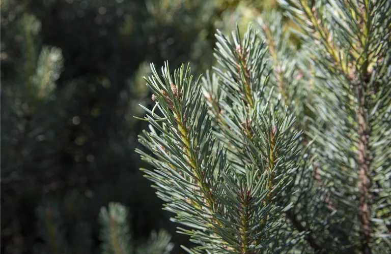 Pinus sylvestris 'Watereri'