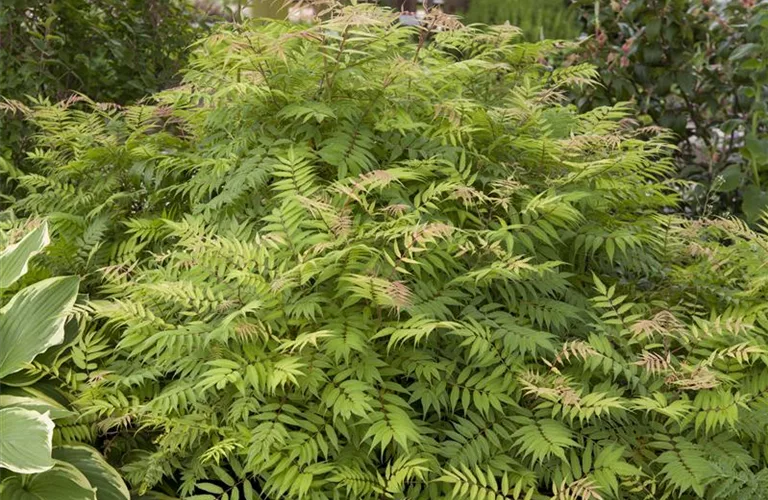 Sorbaria sorbifolia 'Sem' -S-