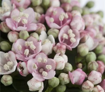 Viburnum tinus 'Eve Price'