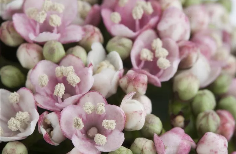 Viburnum tinus 'Eve Price'