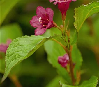 Weigela 'Bristol Ruby'