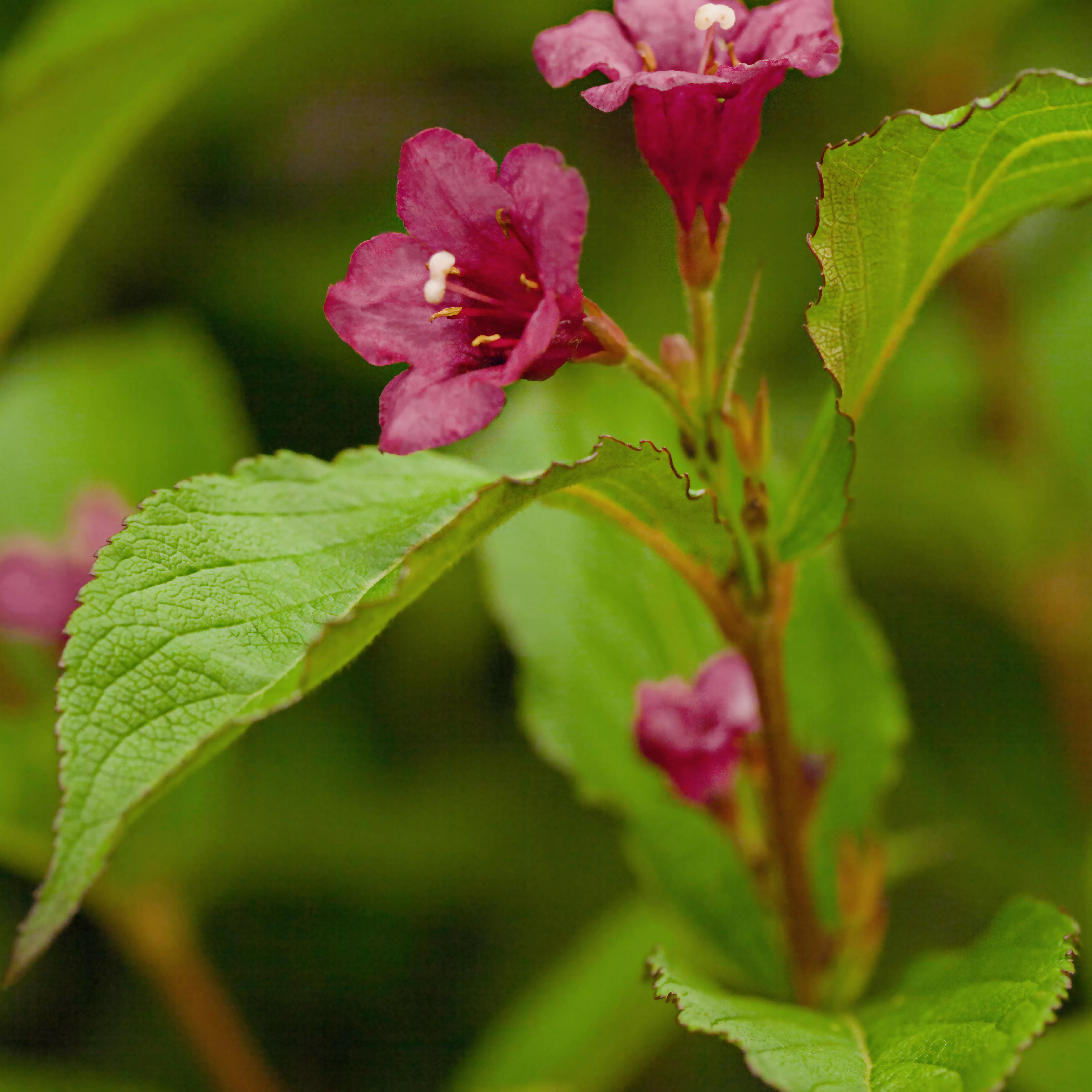 Weigela 'Bristol Ruby'