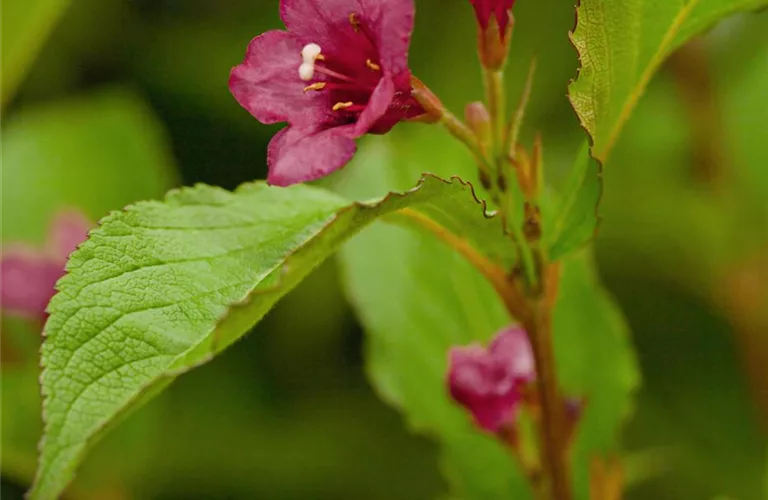 Weigela 'Bristol Ruby'