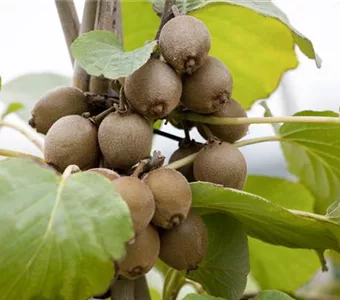 Actinidia deliciosa 'Jenny'