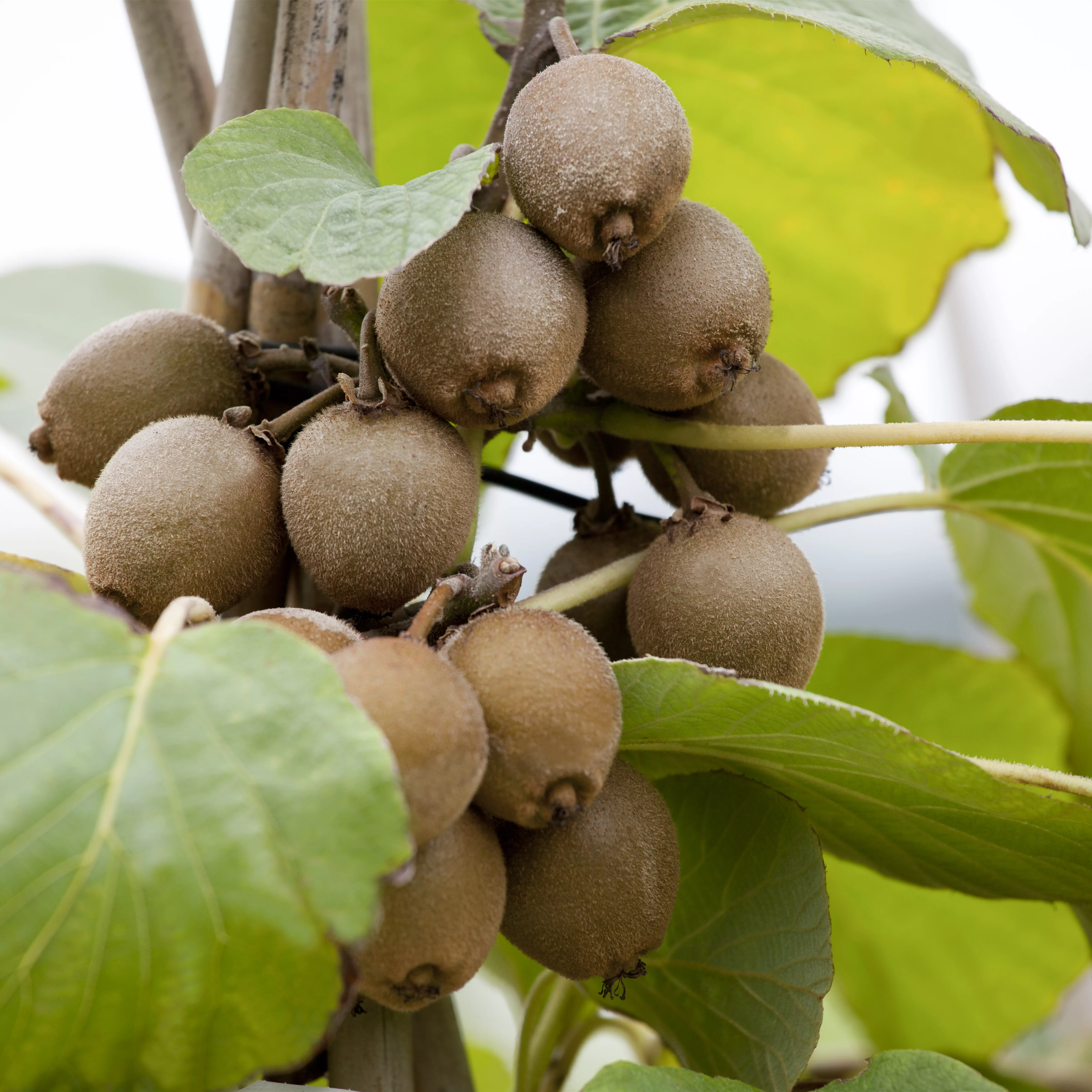 Actinidia deliciosa 'Jenny'