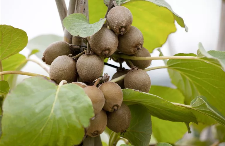 Actinidia deliciosa 'Jenny'