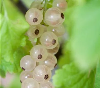 Ribes sativum 'Weiße Versailler' CAC I