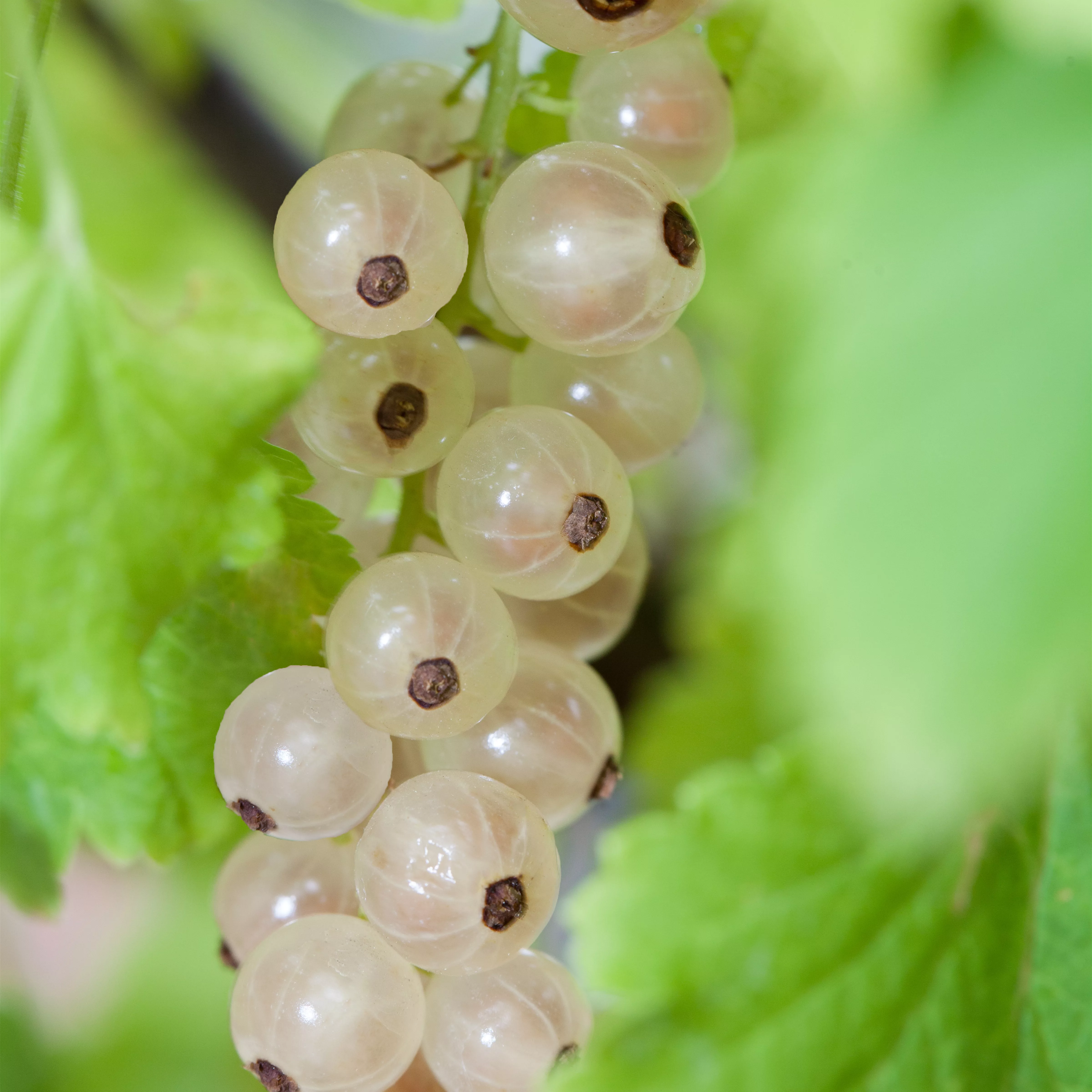 Ribes sativum 'Weiße Versailler' CAC I