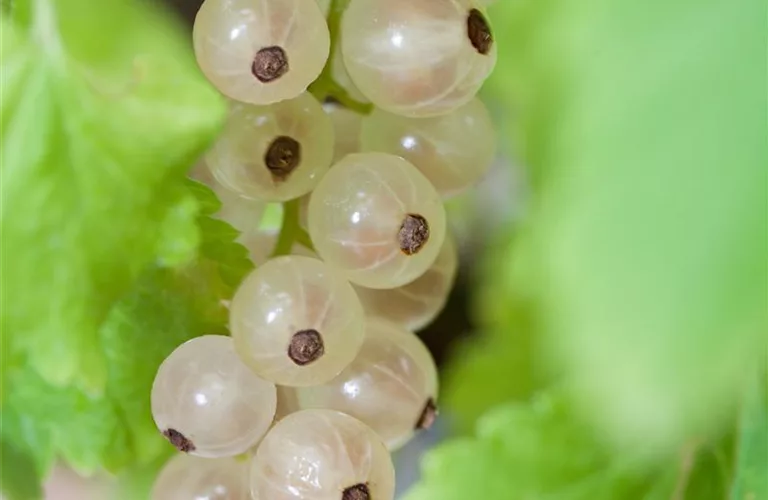 Ribes sativum 'Weiße Versailler' CAC I