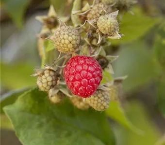 Rubus id.'Autumn Bliss' -S- CAC II