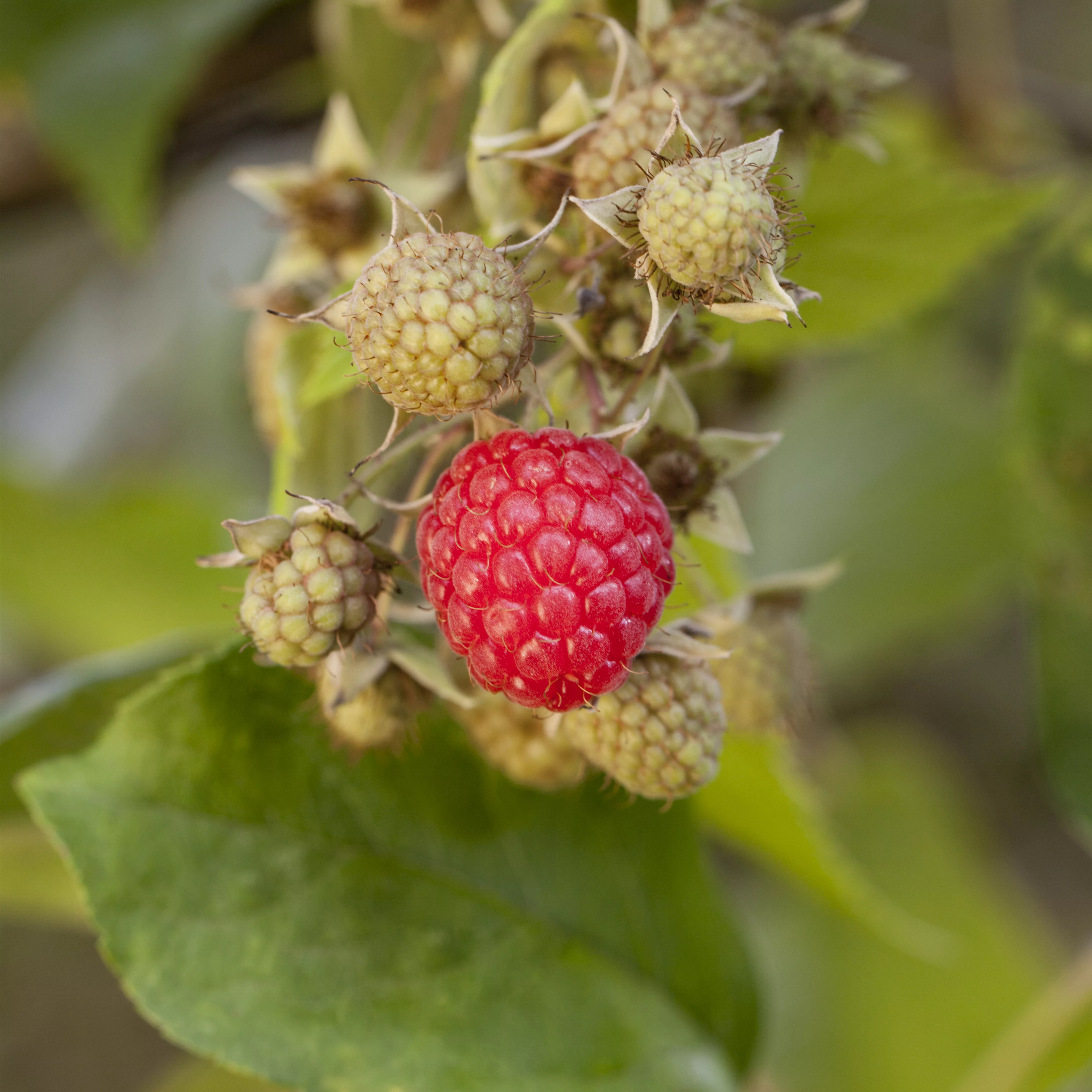 Rubus id.'Autumn Bliss' -S- CAC II