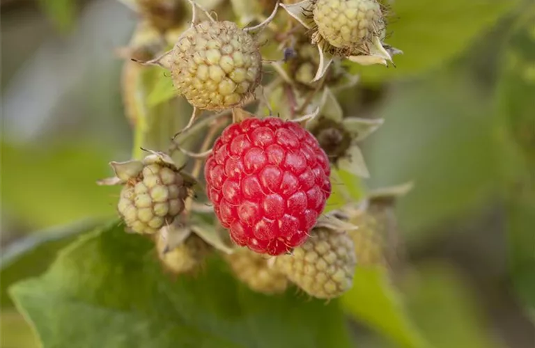 Rubus id.'Autumn Bliss' -S- CAC II