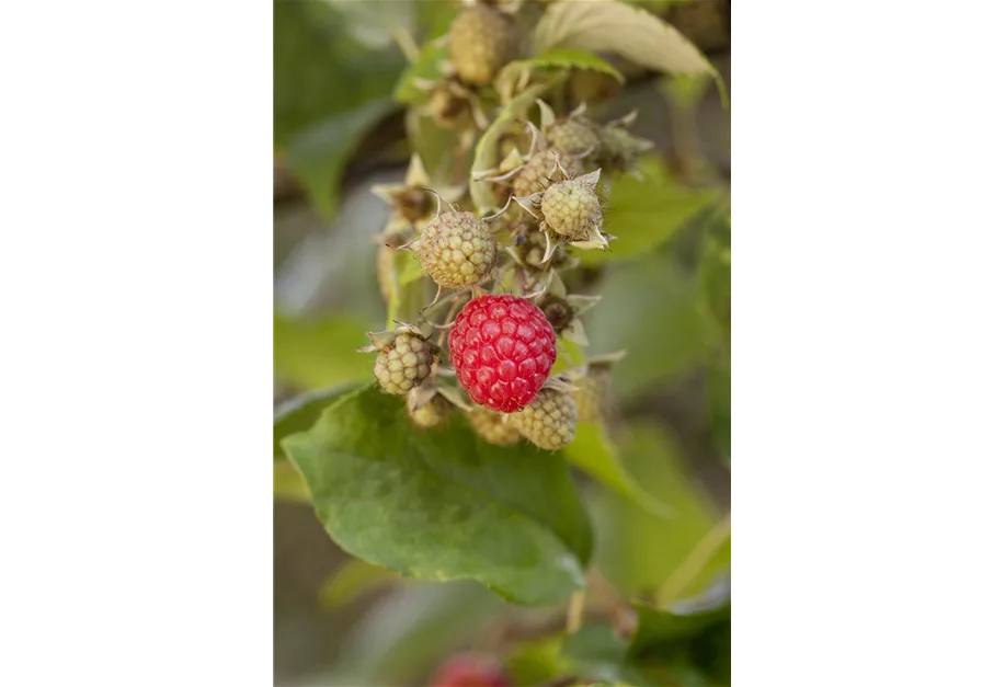 Himbeere 'Ruby Beauty'