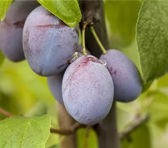 Prunus dom.'Wangenhm. Frühzwetsche' CAC