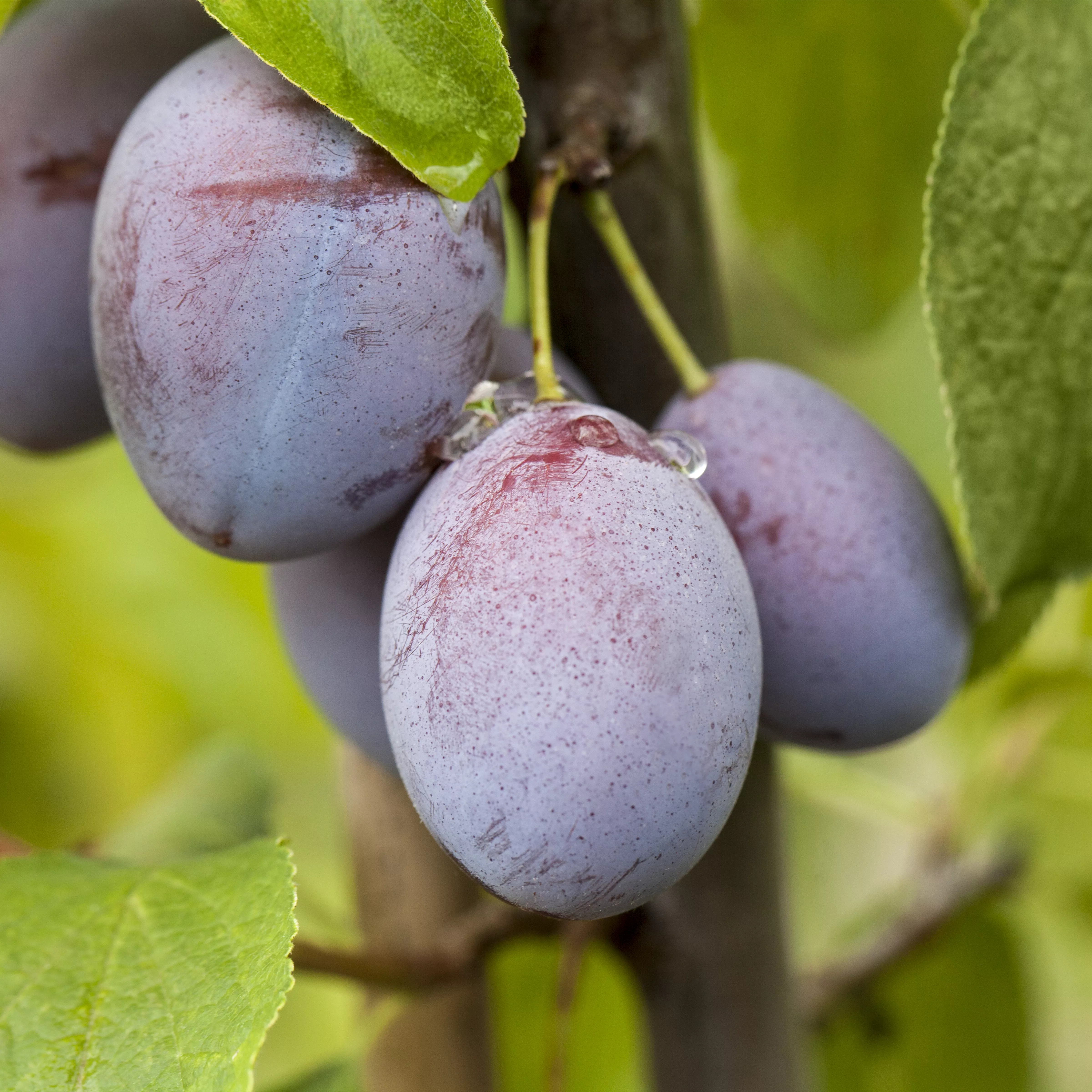 Prunus dom.'Wangenhm. Frühzwetsche' CAC