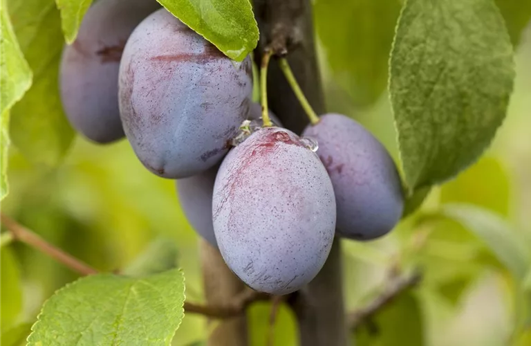 Prunus dom.'Wangenhm. Frühzwetsche' CAC