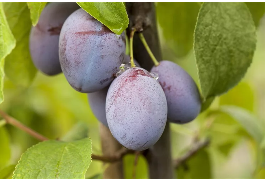 Zwetsche 'Wangenheimer Frühzwetsche'