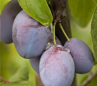 Prunus dom.'Hauszwetsche' CAC