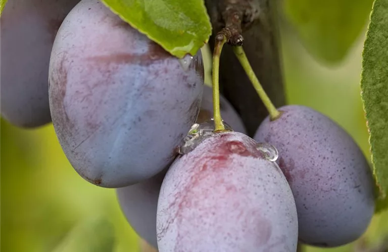 Prunus dom.'Hauszwetsche' CAC