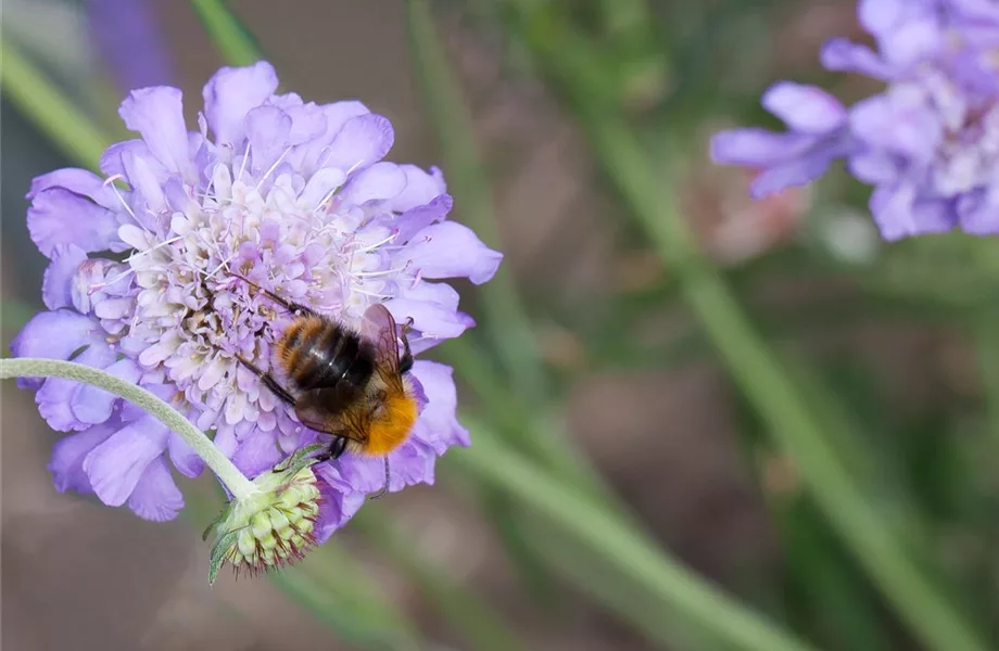 Bienenfreundliche Sommerblumen – ein Büffet für Biene und Co.